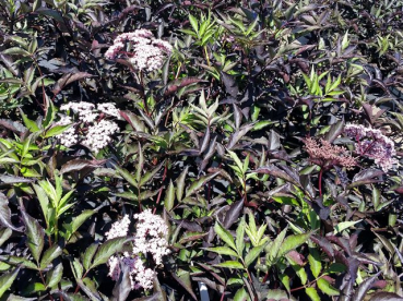 Sambucus nigra Black Beauty Schwarzer Holunder